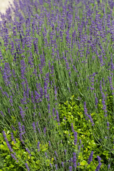 Trädgård med blomstrande lavendel i Frankrike — Stockfoto