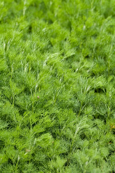 Fresh dill in garden — Stock Photo, Image