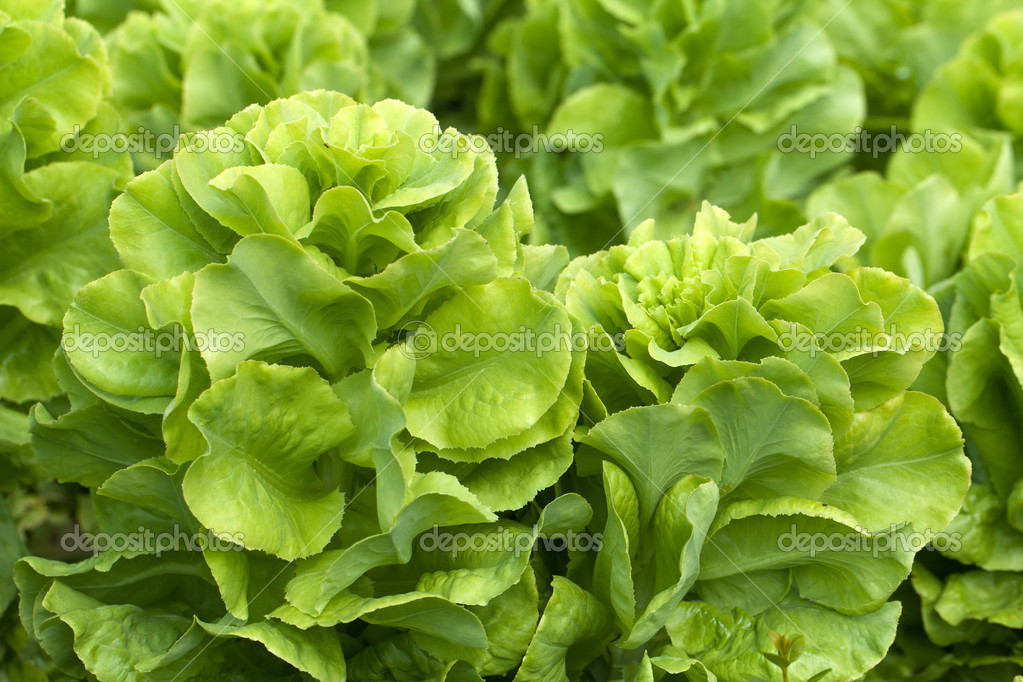 Field Of Green Frisee Lettuce Growing In Rows Stock Photo Image By C Wjarek