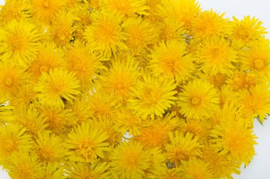 Güzel sarı karahindiba çiçeği