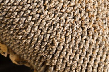 ayçiçeği tohumu closeup