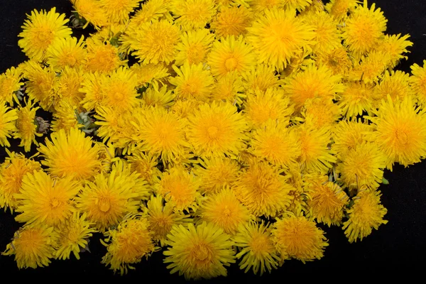 タンポポの美しい黄色の花 — ストック写真