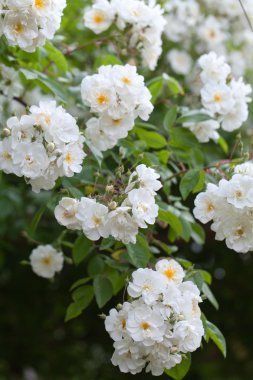 Gül den pergola romantik alley-engel. ince ve tam lezzet Bahçe ve chateau la chatonniere villandry yakınında. Loire Vadisi