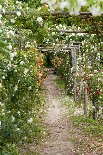 De romantische alley-manier in het pergola van roses. subtiele en vol smaak tuin en chateau la chatonniere in de buurt van villandry. Pays de la Loire — Stockfoto