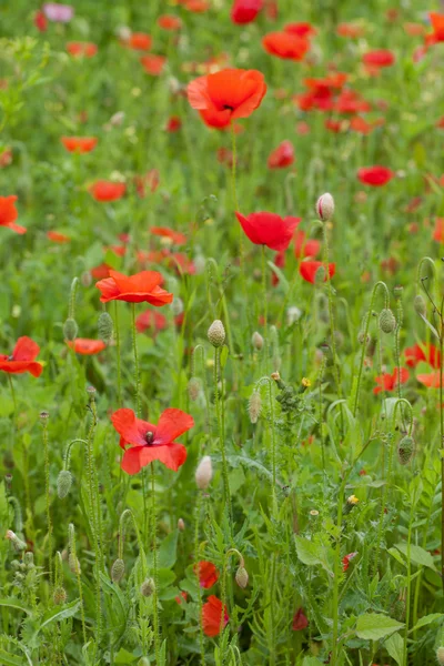 如画的风景与红色罂粟花在草地上 — 图库照片