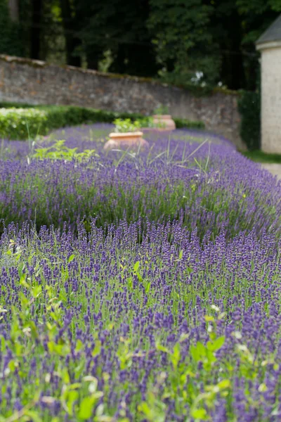 Сад с цветущей лавандой во Франции — стоковое фото