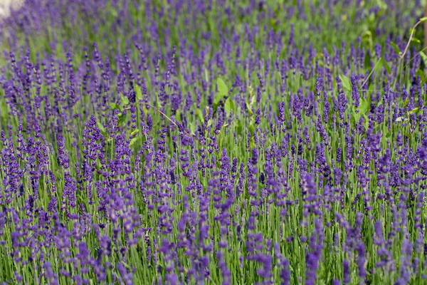 Trädgård med blomstrande lavendel i Frankrike — Stockfoto