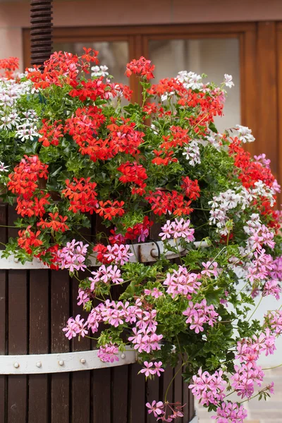 Red garden geranium flowers — Stock Photo, Image