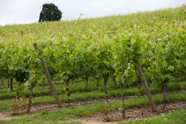 Vineyard in the famous wine making region - Loire Valley , France — Stock Photo, Image