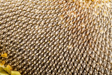 büyük ayçiçeği çekirdeği ile kulak