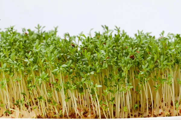 Cress seedlings isolated on white background — Stock Photo, Image