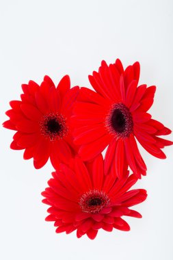 kırmızı gerbera papatya çiçeği