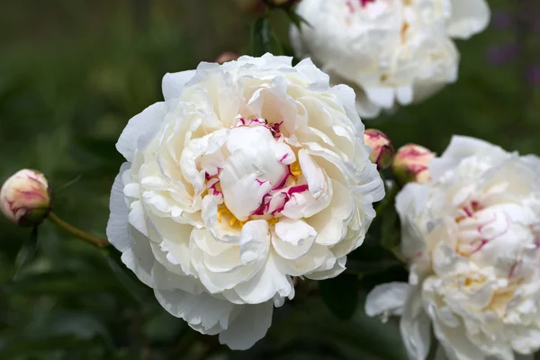 Bella peonia bianca in giardino — Foto Stock