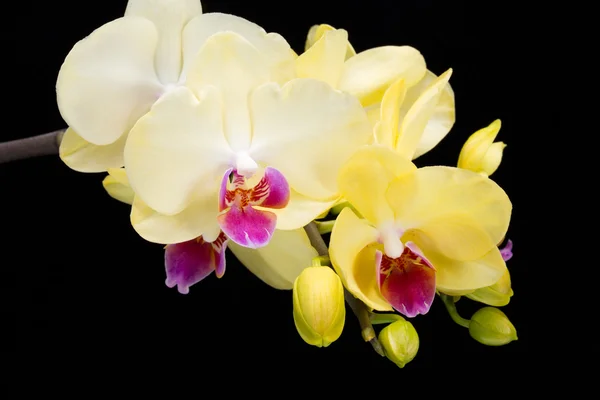 Orquídea amarela isolada no fundo preto — Fotografia de Stock