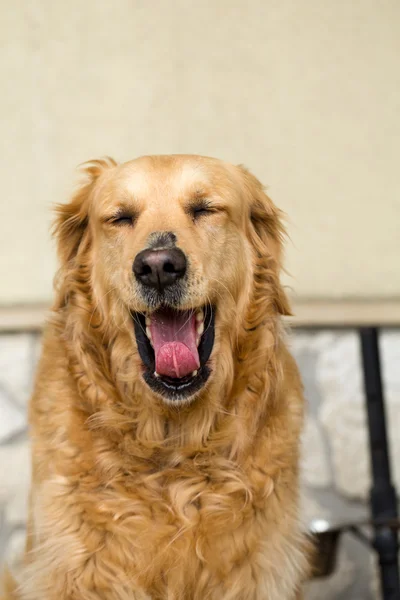 Güzel golden retriever portresi — Stok fotoğraf