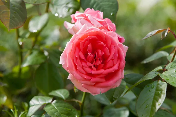 Rosa Rosa sul ramo nel giardino — Foto Stock