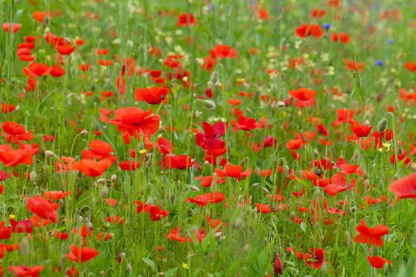 如画的风景与红色罂粟花在草地上 — 图库照片