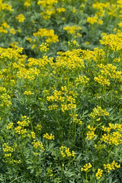 Fleurs ruta tombes dans le jardin — Photo