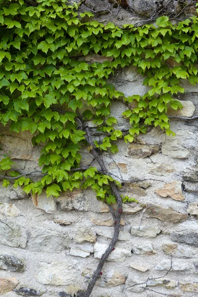 Vecchio muro di pietra e edera verde — Foto Stock