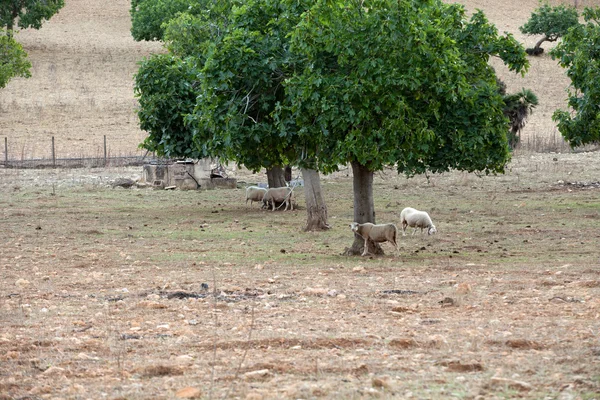 Rebanho de ovinos em pé — Fotografia de Stock