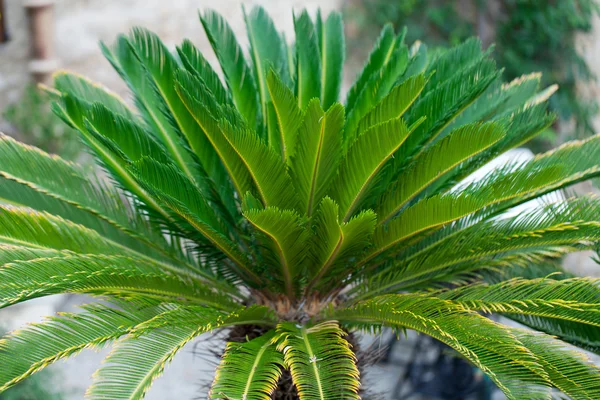 Zbliżenie na górze drzewa palmowego — Zdjęcie stockowe