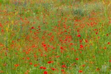 çayır arasında kırmızı haşhaş ile pitoresk peyzaj