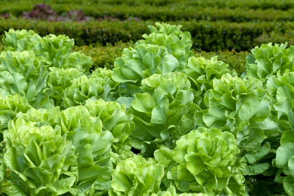 Feld von grünem Friseursalat wächst in Reihen — Stockfoto