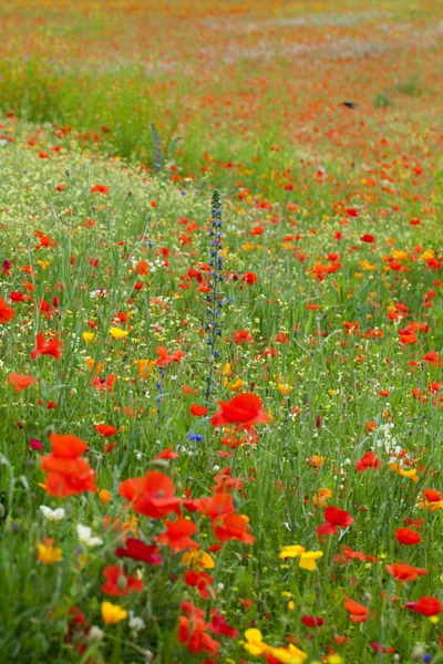 El pintoresco paisaje con amapolas rojas entre el prado — Foto de Stock