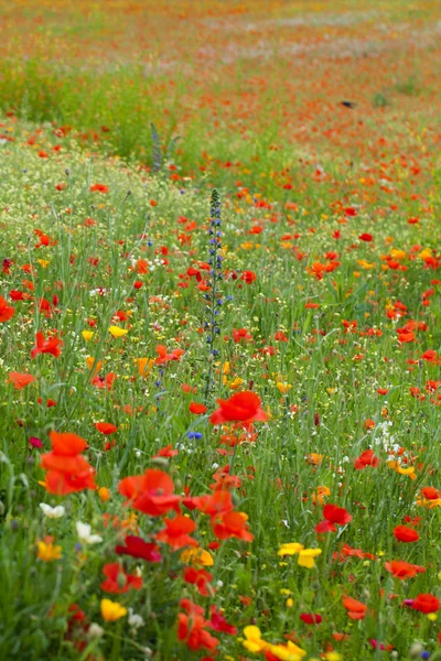 Die malerische Landschaft mit roten Mohnblumen inmitten der Wiese — Stockfoto