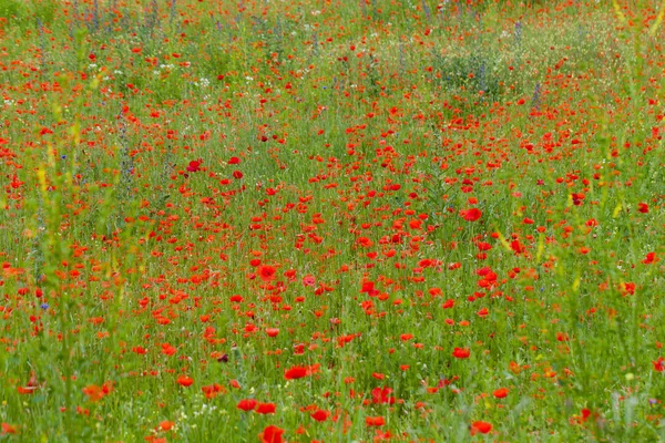 El pintoresco paisaje con amapolas rojas entre el prado — Foto de Stock
