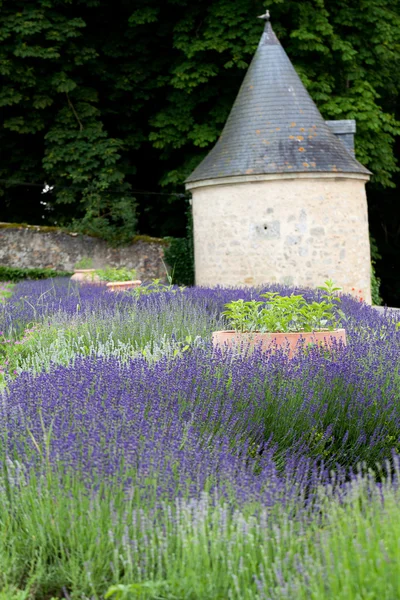 Tuinen met de bloeiende lavendel van kastelen in de vallei van de loire — Stockfoto