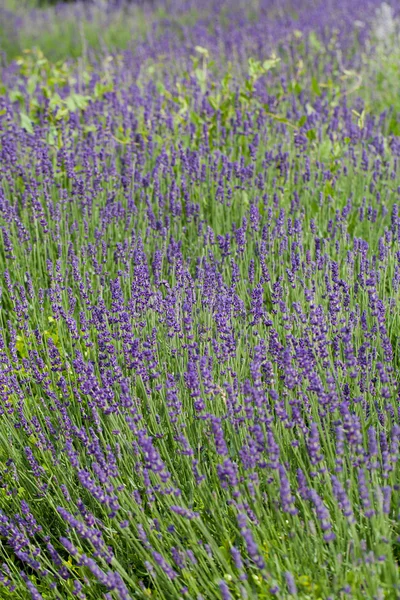 Tuin met de bloeiende lavendel in Frankrijk — Stockfoto