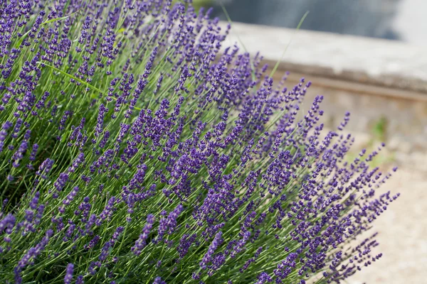 Garden with the flourishing lavender in France — Stock Photo, Image