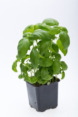 Beyaz arkaplanda taze fesleğen yaprakları