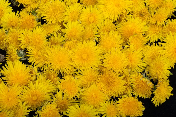 Bela flor amarela de dente de leão — Fotografia de Stock