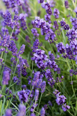 İri ve gür bahçeler,