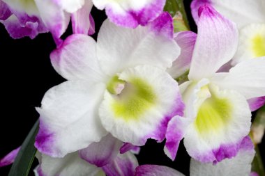 Dendrobium Orkide melezleri. Siyah üzerine izole edilmiş.