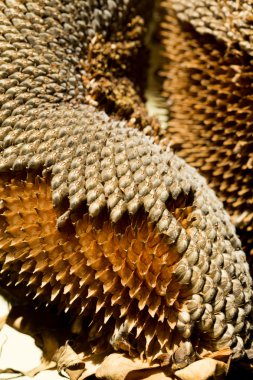 ayçiçeği tohumu closeup