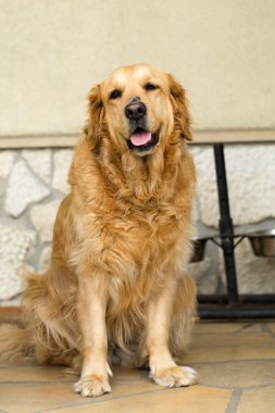 güzel golden retriever portresi