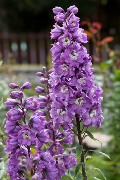 Flor de Delphinium púrpura en jardín — Foto de Stock