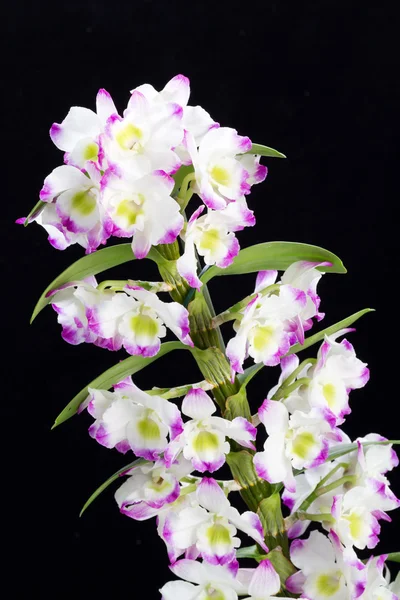 Dendrobium Orchidee Mischlinge. Isoliert auf schwarz — Stockfoto