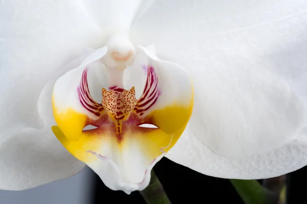 White orchid isolated on black — Stock Photo, Image