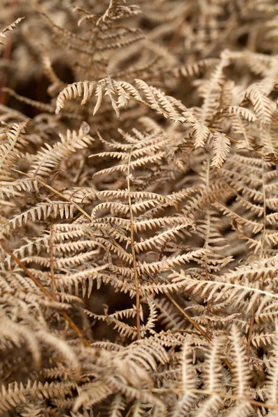 Der herbstliche Eindruck - trockene Blätter des Farns — Stockfoto