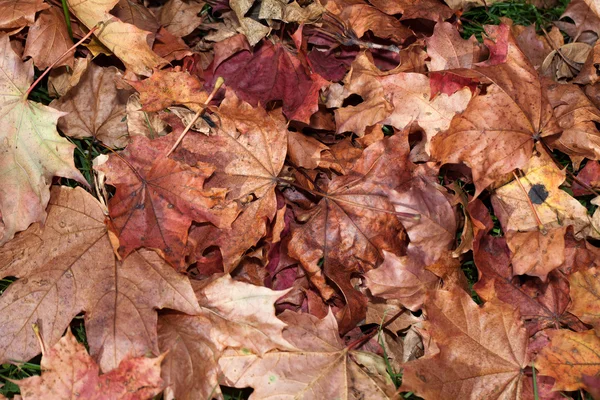 Indruk van bladeren en herfst kleuren — Stockfoto