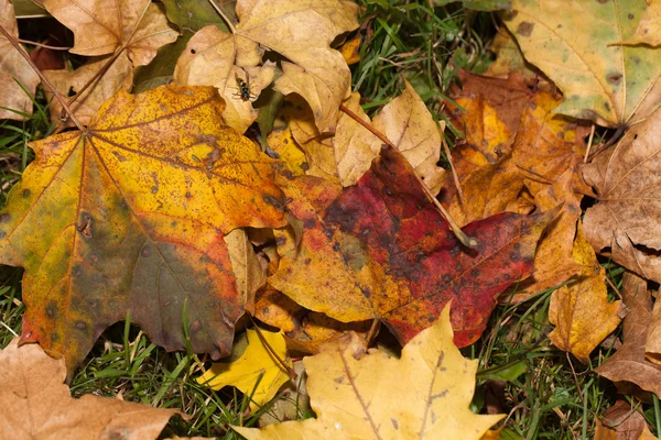Intryck av bladen och höstfärger — Stockfoto