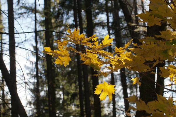 Eindruck von Blättern und Herbstfarben — Stockfoto