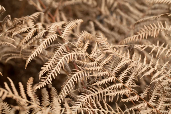 Der herbstliche Eindruck - trockene Blätter des Farns — Stockfoto