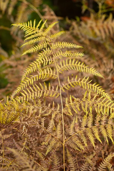 Осеннее впечатление - сухие листья папоротника — стоковое фото