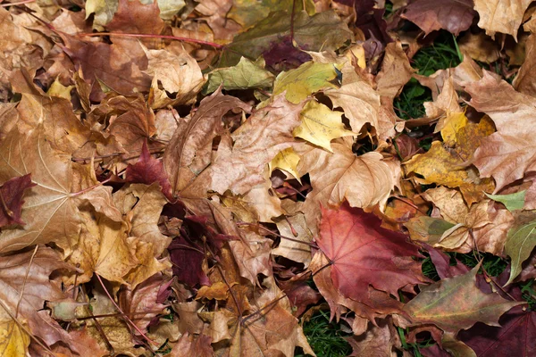Troncos de haya plateada contra las hojas secas —  Fotos de Stock