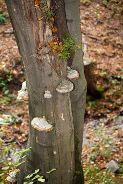 ağaç gövdesi çıra mantarlar closeup